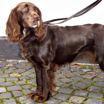 German Spaniel