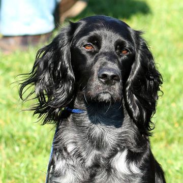 Blue Picardy Spaniel