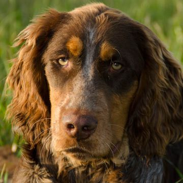 Picardy Spaniel