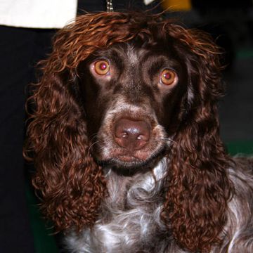 Pont-Audemer Spaniel