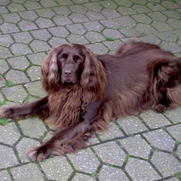 German Longhaired Pointer