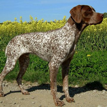 Französischer Vorstehhund – Typ Gascogne