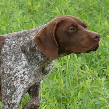 Französischer-Vorstehhund - Typus Pyrenäen