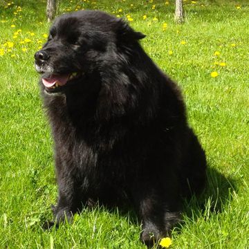 Schwedischer Lapphund