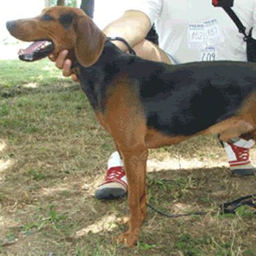 Yugoslavian hound 2024