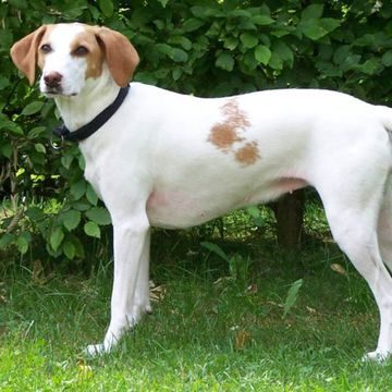 Istrian Shorthaired Hound