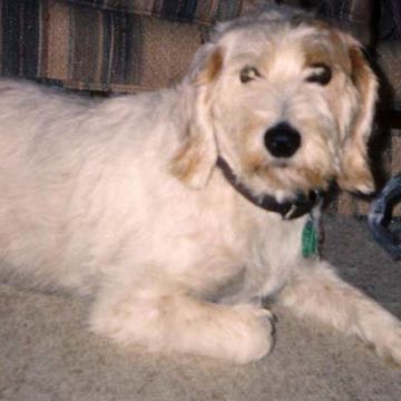 Istrian Coarse-haired Hound