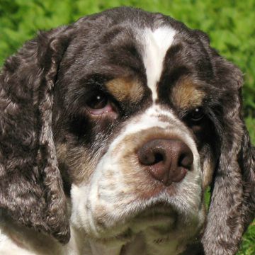 Amerikanischer Cocker Spaniel