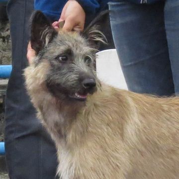 Ardennes sales cattle dog