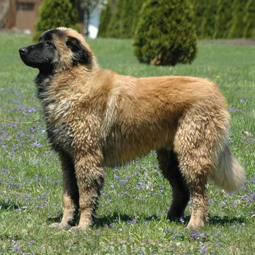 Serra da estrela Mountain Dog