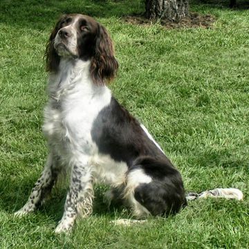 Französischer Spaniel