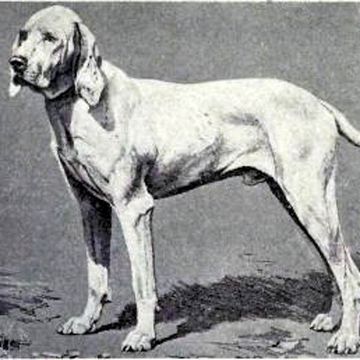 Ariege Pointer