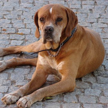 Portuguese Pointing Dog