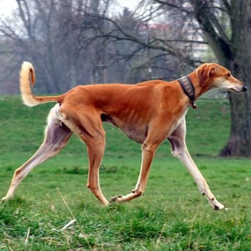 Arabischer Windhund