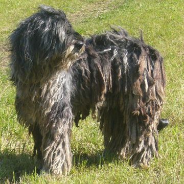 Bergamasco Shepherd Dog