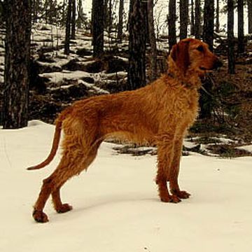 Italienischer Laufhund (Rauhhaarig)