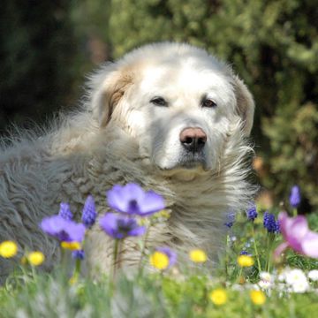 Maremmen-Abruzzen-Schäferhund