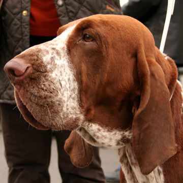 Bracco Italiano