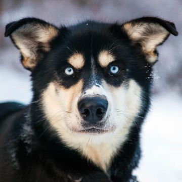 Canadian Eskimo Dog