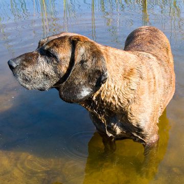 Hannoverscher Schweißhund