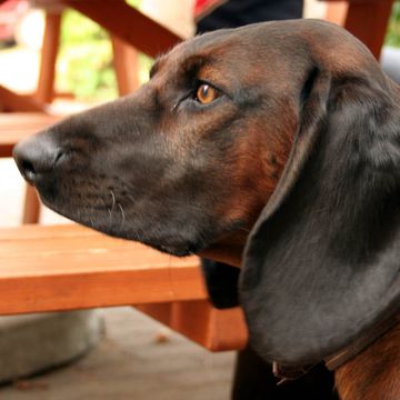 Bavarian Mountain Hound