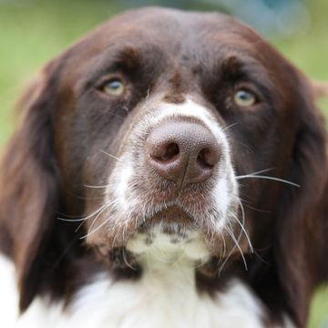 Drentscher Hühnerhund