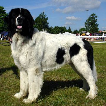 Landseer