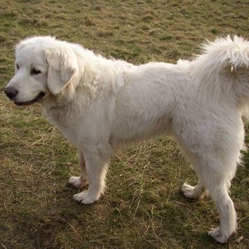 Polish Tatra Sheepdog