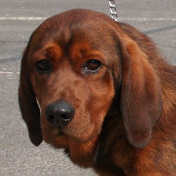 Alpine Dachsbracke