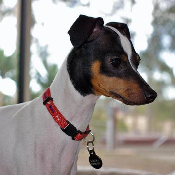 Japanese Terrier