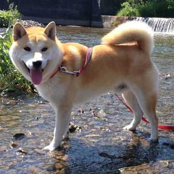 Hokkaido (dog)