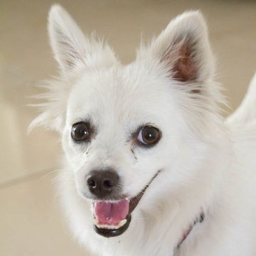 Japanese Spitz