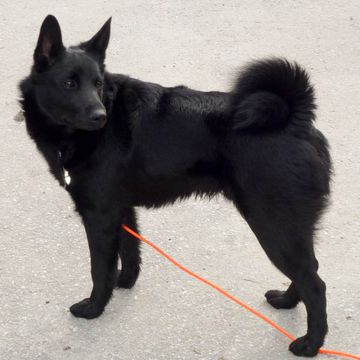 Norwegischer Elchhund schwarz