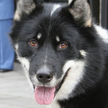 Greenland Dog