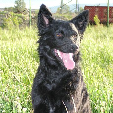 Kroatischer Schäferhund