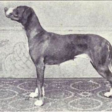 Old Danish Pointer