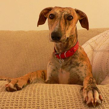 Galgo Español