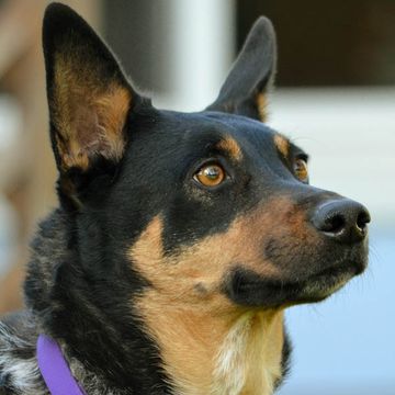 Australian Kelpie