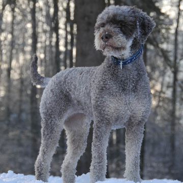 Lagotto Romagnolo