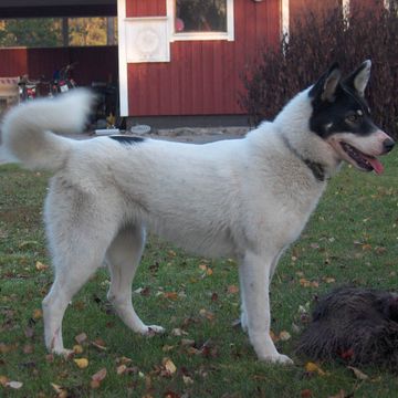 East Siberian Laika