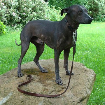 Peruvian Hairless Dog