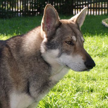 Saarlooswolfhond