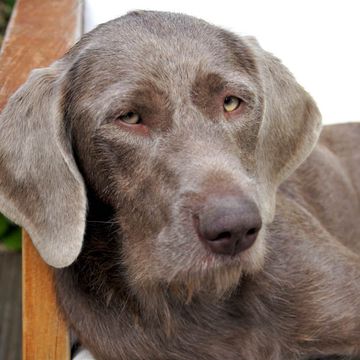 Slovakian Rough-haired Pointer