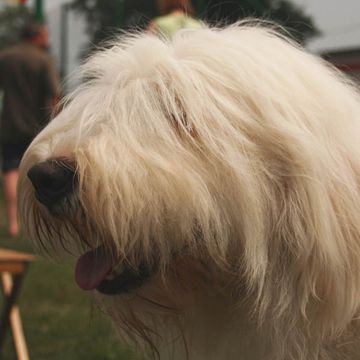 South Russian Shepherd Dog