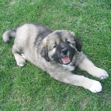 Caucasian Shepherd Dog