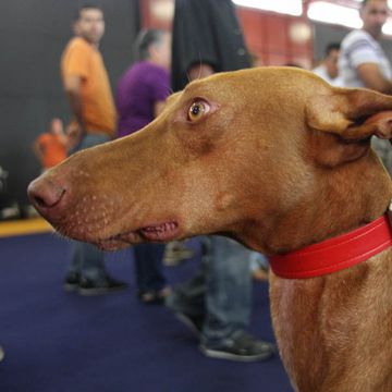 Podenco Canario