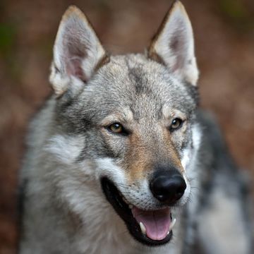 Czechoslovakian Wolfdog