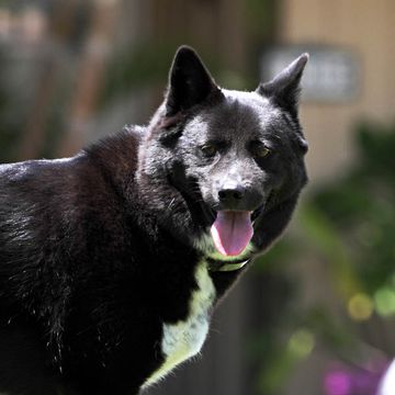 Korea Jindo Dog