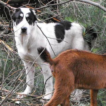 Central Asian Shepherd Dog