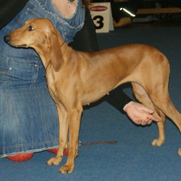 Italienischer Laufhund (Kurzhaarig)